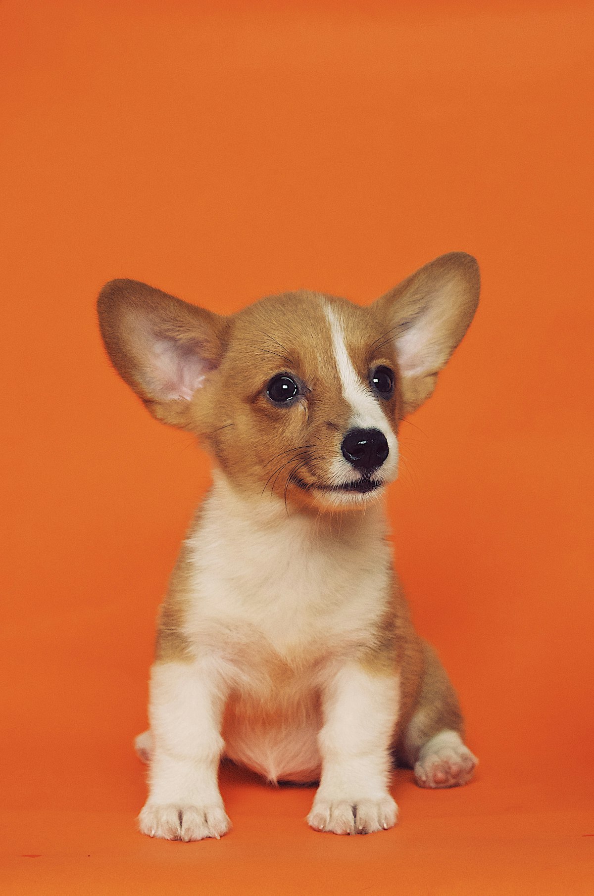 Corgi portrait