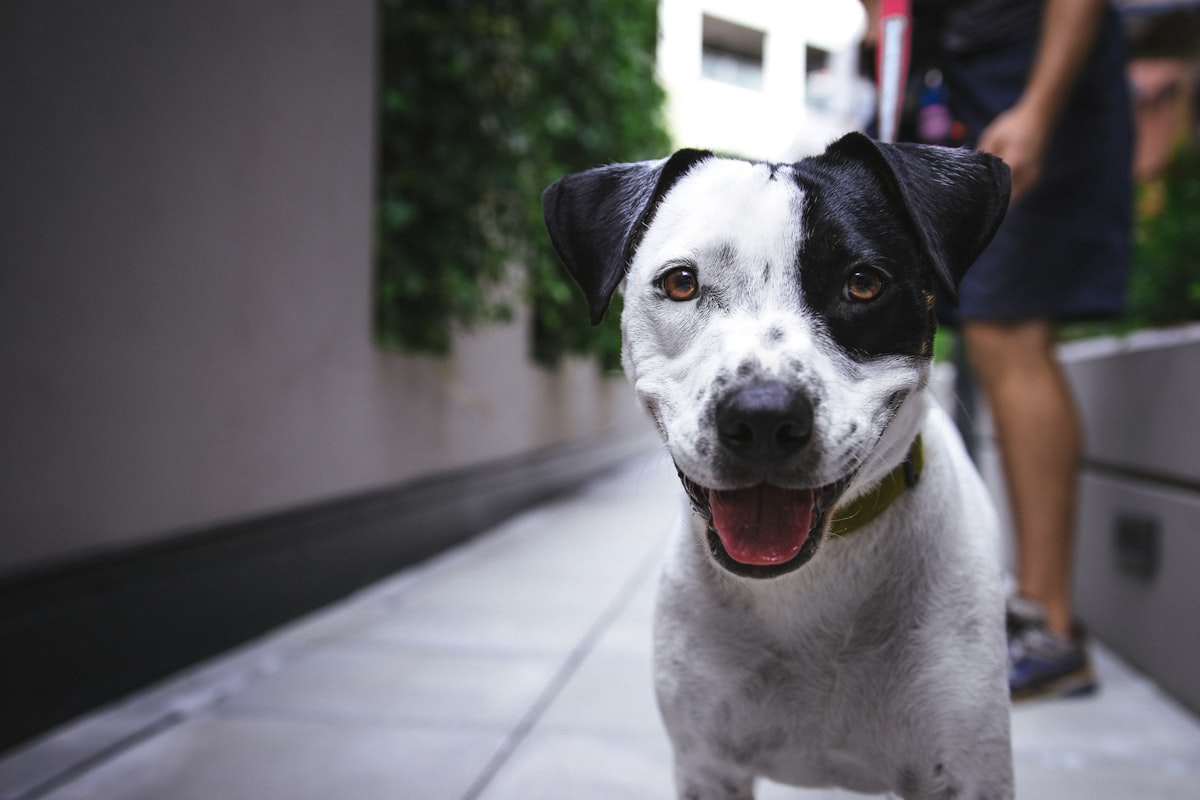 Dog running outdoors