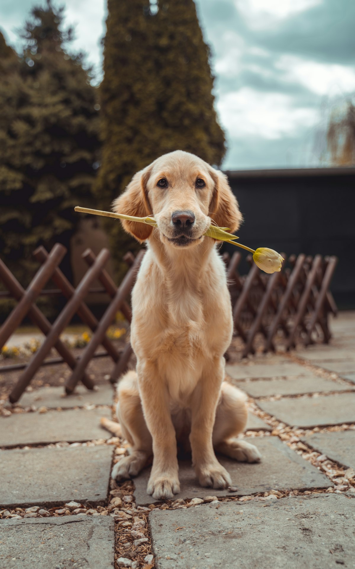 Golden retriever looking at the camera
