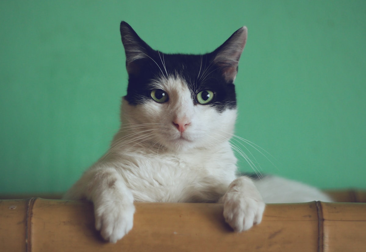 Grey cat sitting upright