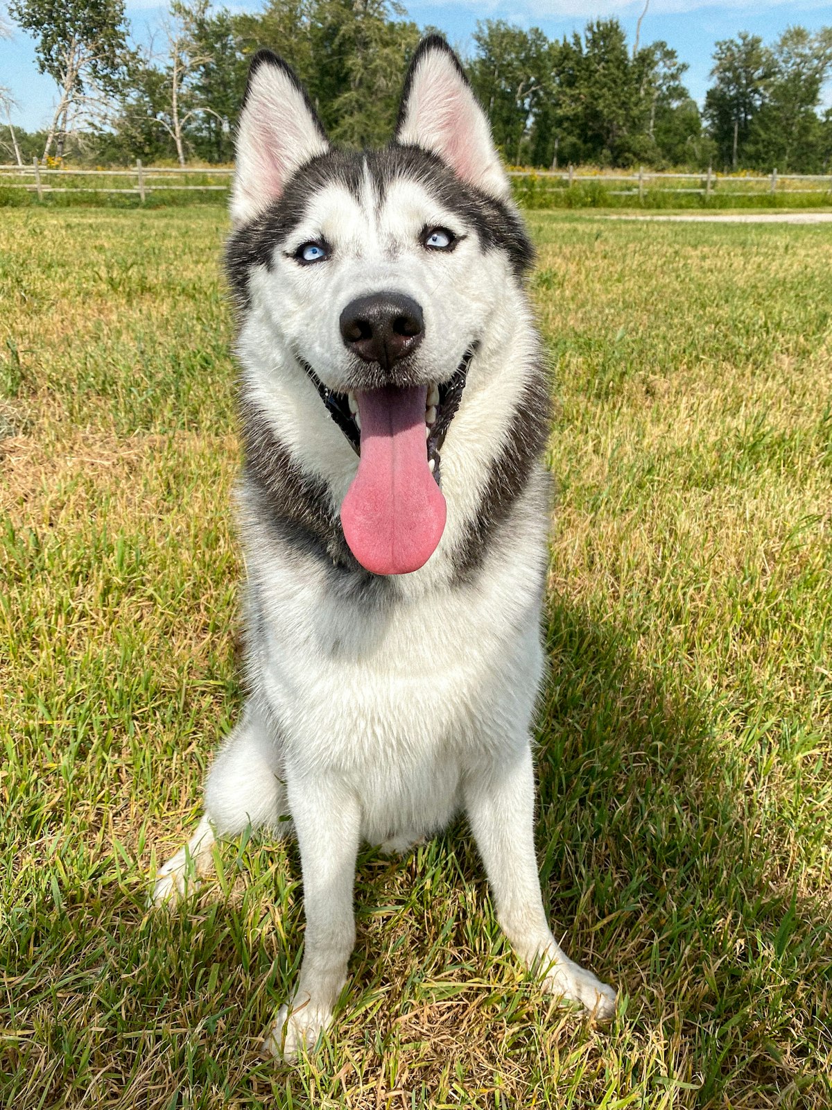 Husky outdoors