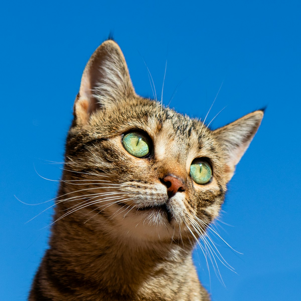 Tabby cat portrait